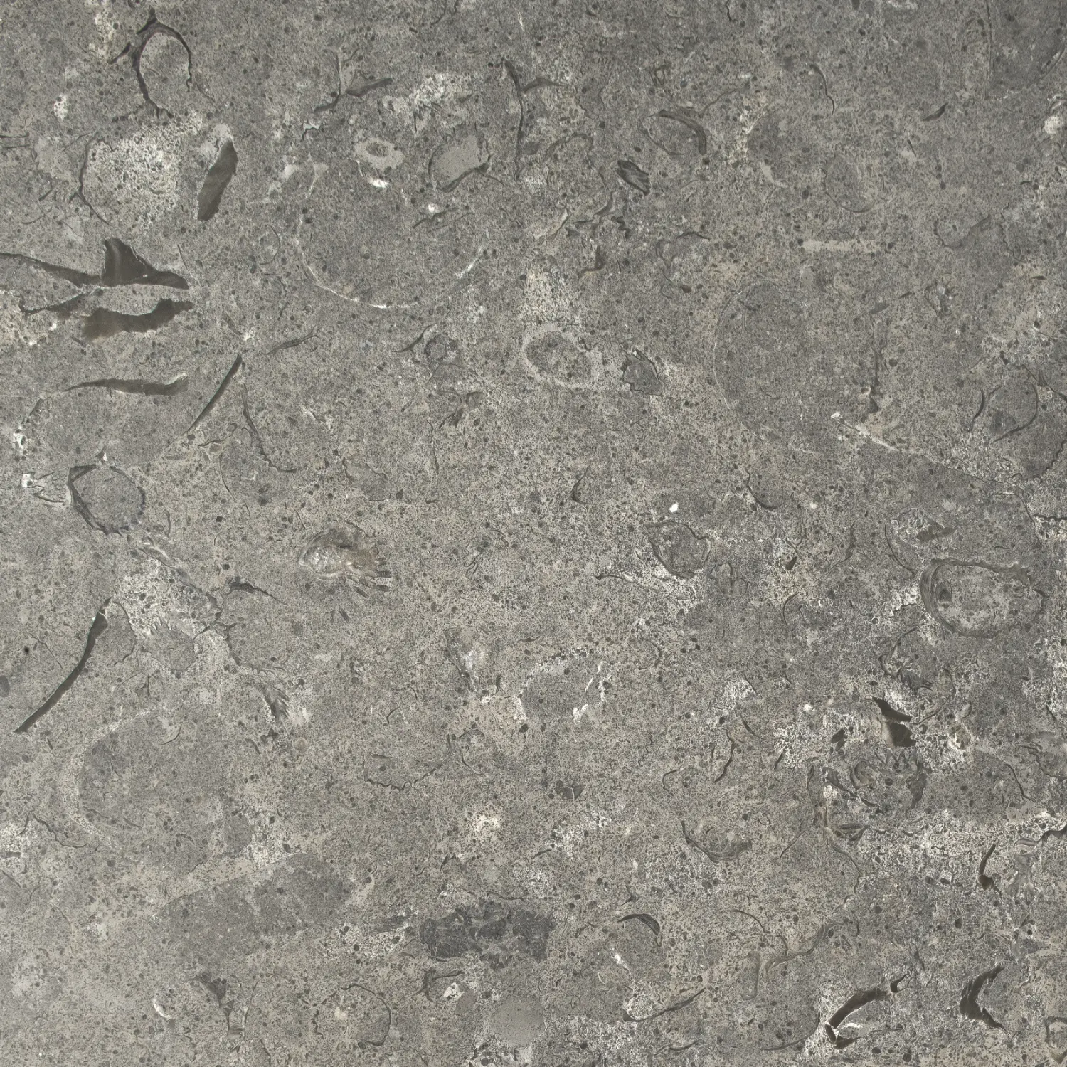 Fossil Grey