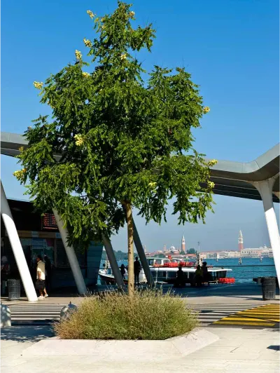 Lido di Venezia grolla flamed (2)