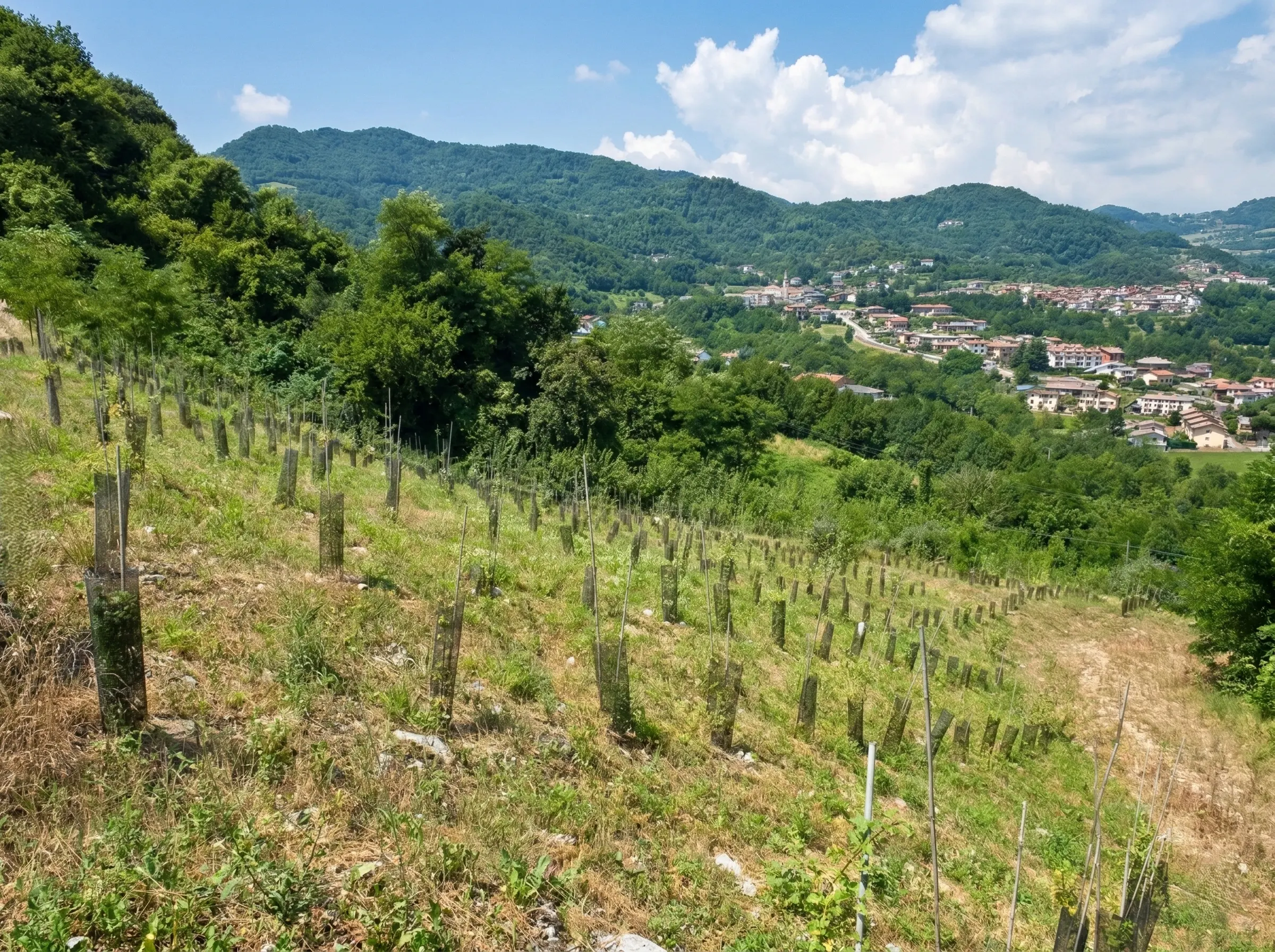 Ripristino ambientale (3)