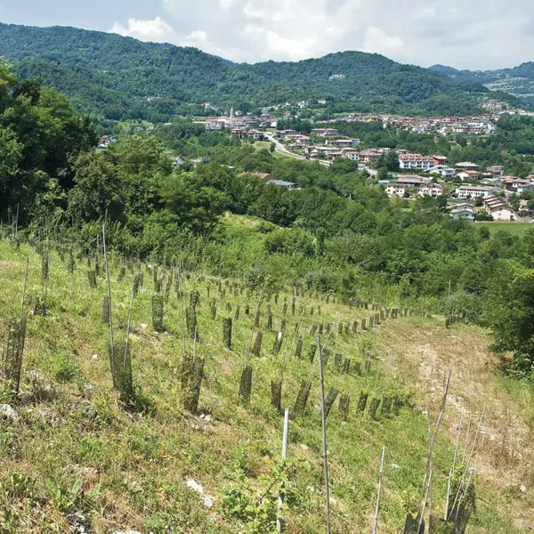 la-cava-grolla-domani